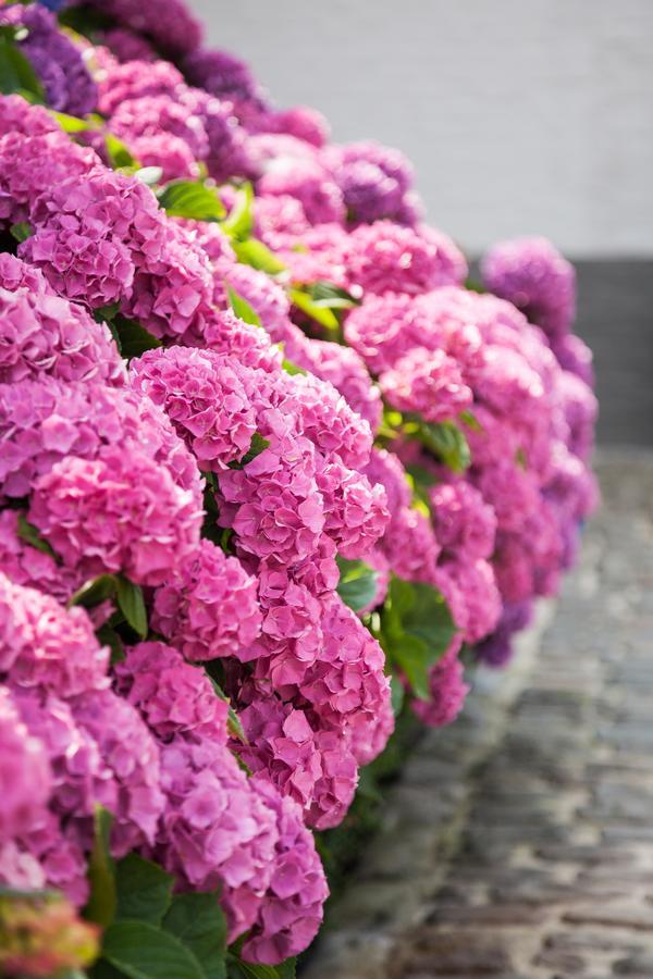 B&B De Lievde Lievegem ภายนอก รูปภาพ